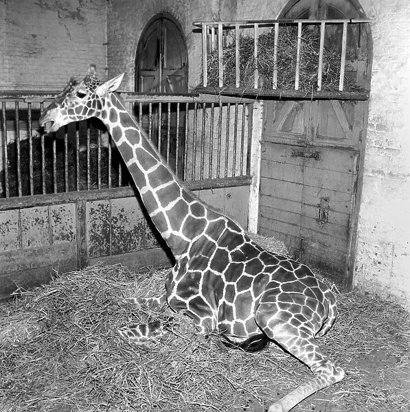 Giraffe at London Zoo with baby. 1960 C28-006