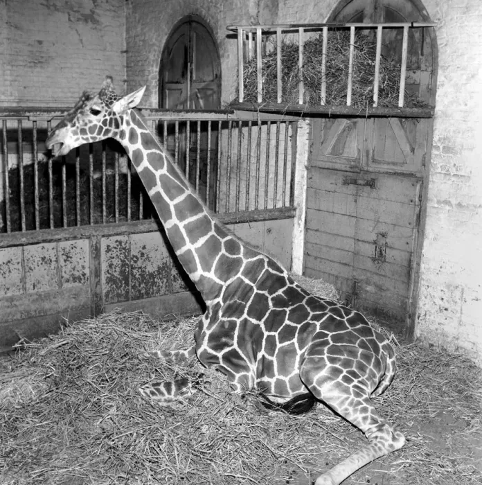 Framed Print : Giraffe at London Zoo with baby. 1960 C28-006 Framed Print : Giraffe at London Zoo with baby. 1960 C28-006