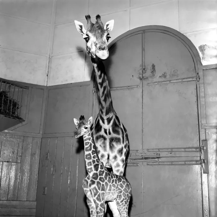 Framed Print : Giraffe at London Zoo with baby. 1960 C28