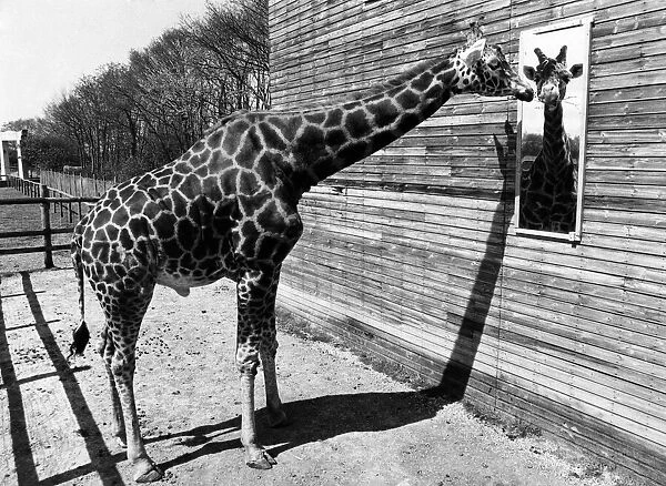 A giraffe looking at himself in the mirror May 1980 P011763