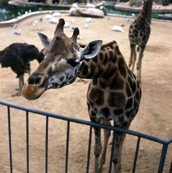 A Giraffe peering over the fence at Barcelona Zoo Giraffe May 1972