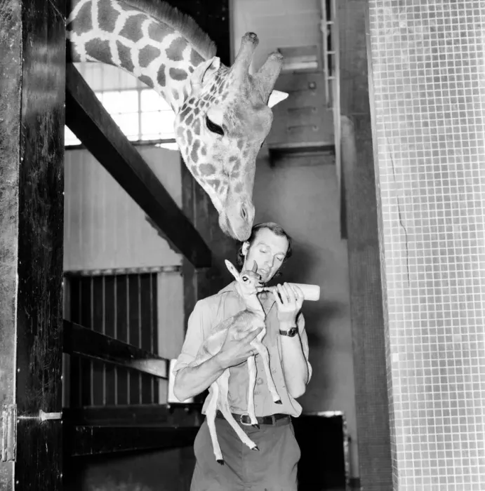 Framed Print : Giraffes are among the most inquisitive creatures at London Zoo Framed Print : Giraffes are among the most inquisitive creatures at London Zoo