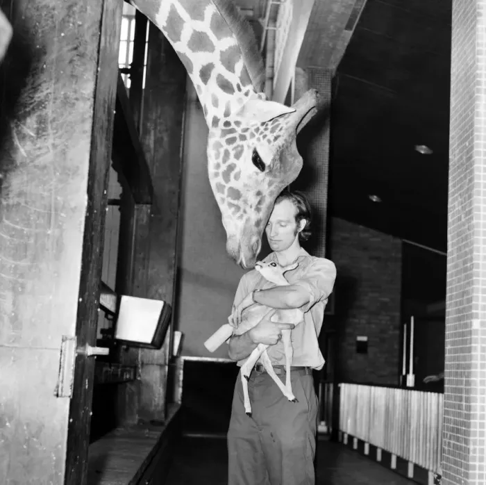 Framed Print : Giraffes are among the most inquisitive creatures at London Zoo