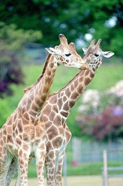 Two giraffes kissing Animals in the Zoo June 1995