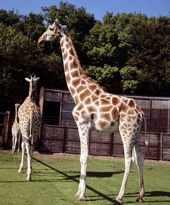 Framed Print : Giraffes at Whispanade Zoo March 1966 Framed Print : Giraffes at Whispanade Zoo March 1966