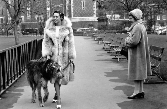 Framed Print : Girl and Dog in Curlers. Model Victoria Burgyne and Irish Wolf Hound Jasper Framed Print : Girl and Dog in Curlers. Model Victoria Burgyne and Irish Wolf Hound Jasper