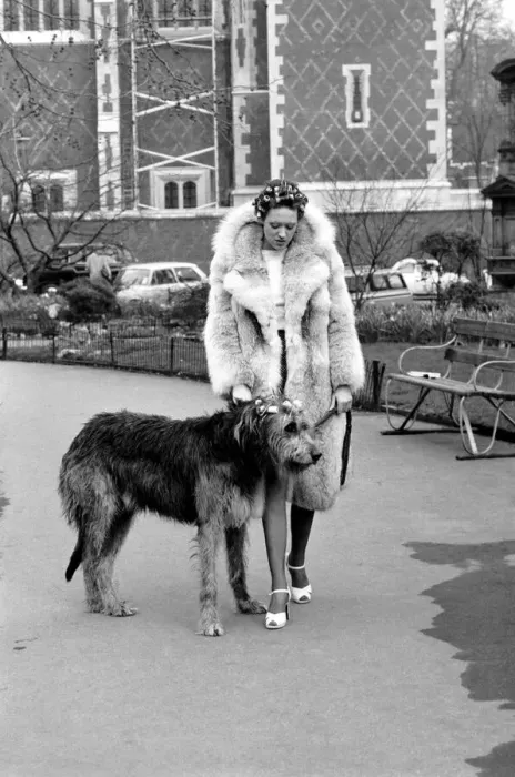 Framed Print : Girl and Dog in Curlers. Model Victoria Burgyne and Irish Wolf Hound Jasper