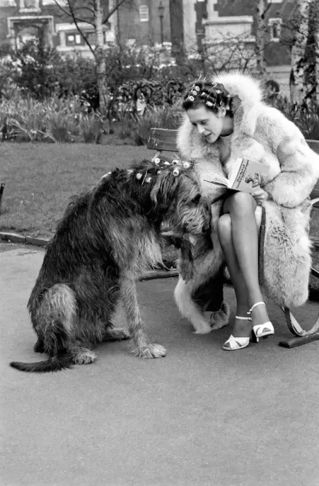 Framed Print : Girl and Dog in Curlers. Model Victoria Burgyne and Irish Wolf Hound Jasper Framed Print : Girl and Dog in Curlers. Model Victoria Burgyne and Irish Wolf Hound Jasper