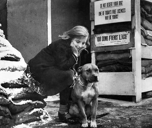 Girl and her dog waiting to pick up a licence. December 1940 P006419