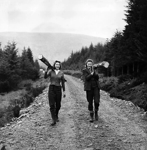 Girl forestry workers in Scotland. Two of the girls hauling logs through a forest track