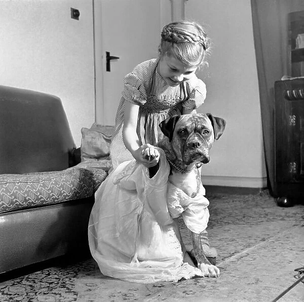 Girl ldressing up her boxer dog. December 1953 D7354-002