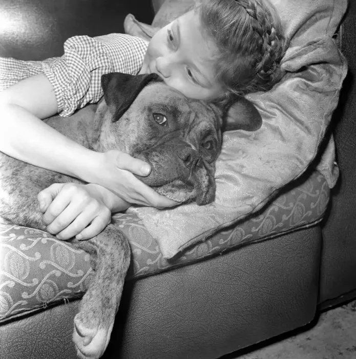 Framed Print : Girl lying down on the sofa with a boxer dog. December 1953 D7354-002 Framed Print : Girl lying down on the sofa with a boxer dog. December 1953 D7354-002