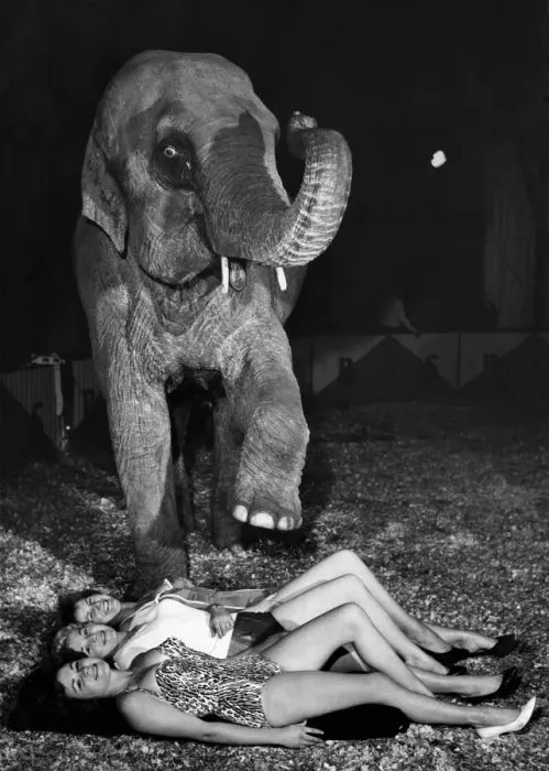 Framed Print : Three girls auditioned for the job of elephant girl. They are Framed Print : Three girls auditioned for the job of elephant girl. They are