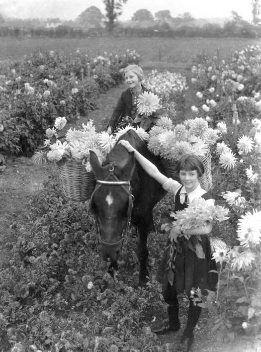 Framed Print : Two girls collecting Dalias with a horse. August 1933