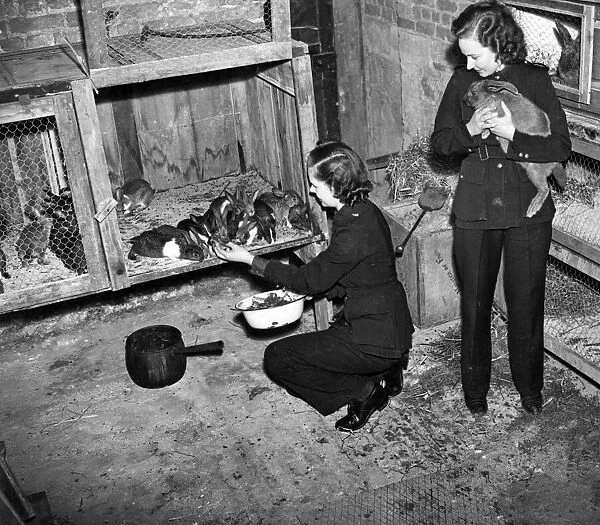 Girls of the N. F.s feeding the rabbits in the vestry. June 1942