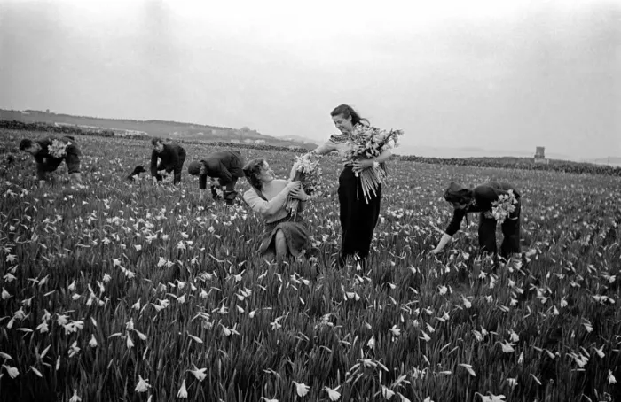Framed Print : Girls Picking Flowers in the fields Scilly Isles. March 1947 O7140-003 Framed Print : Girls Picking Flowers in the fields Scilly Isles. March 1947 O7140-003
