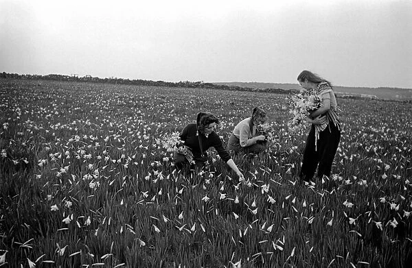 Girls Picking Flowers in the fields Scilly Isles. March 1947 O7140-002