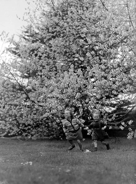 Girls playing under Prunus Fontensiana blossum at Kew Gardens 1950 023866  /  3