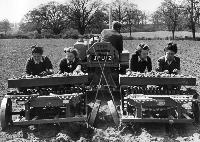 Framed Print : Girls of the Womens Land Army organisation sowing potatoes on a farm in Essex with a Framed Print : Girls of the Womens Land Army organisation sowing potatoes on a farm in Essex with a