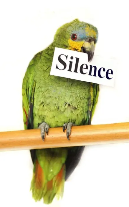 Framed Print : Gismo the parrot has lost his voice after a fire at his home Framed Print : Gismo the parrot has lost his voice after a fire at his home