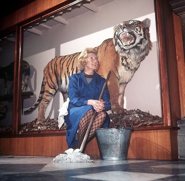 Glasgow Art Museum Nov 1972 Stuffed Tiger (Sam) get a cleaning from Jeannie