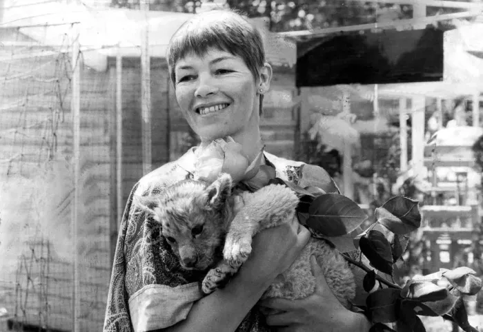 Framed Print : Glenda Jackson being bitten by lion cud during visit to Chelsea Flower Show - May 1980 Framed Print : Glenda Jackson being bitten by lion cud during visit to Chelsea Flower Show - May 1980