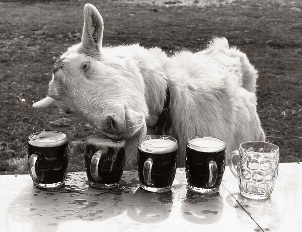 Goat drinking pints of beer laid out on a table - April 1978