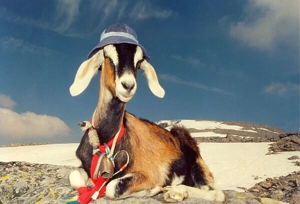 A goat with his hat