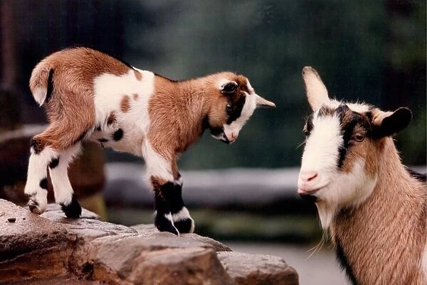 A goat with her kid