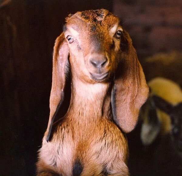 A goat with long ears