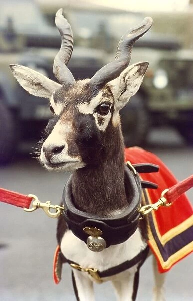 This goat is the mascot of the Royal Northumberland lFusiliers