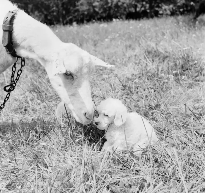 Framed Print : Goat with Poodle dog. June 1953 D3291-001