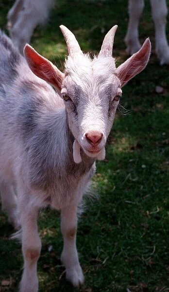 Goat rare breeds Golden Gernsey July 1996