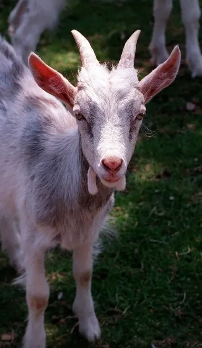 Framed Print : Goat rare breeds Golden Gernsey July 1996 Framed Print : Goat rare breeds Golden Gernsey July 1996
