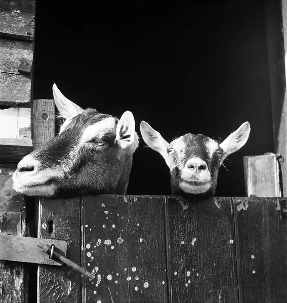 Goats look over their stable door at the home of Jonquil Antony. September 1953 D6216