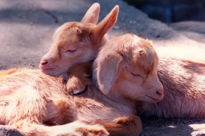 Framed Print : Gold Guernsey goat kids Lisa and Minelli Framed Print : Gold Guernsey goat kids Lisa and Minelli