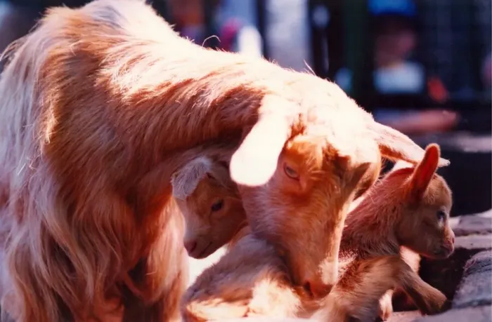 Framed Print : Gold Guernsey goat kids with their mum at Saltwell Park, Gateshead