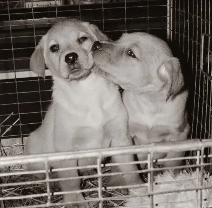 Framed Print : Two golden labrador puppies kissing in a pet shop in Tottenham Framed Print : Two golden labrador puppies kissing in a pet shop in Tottenham