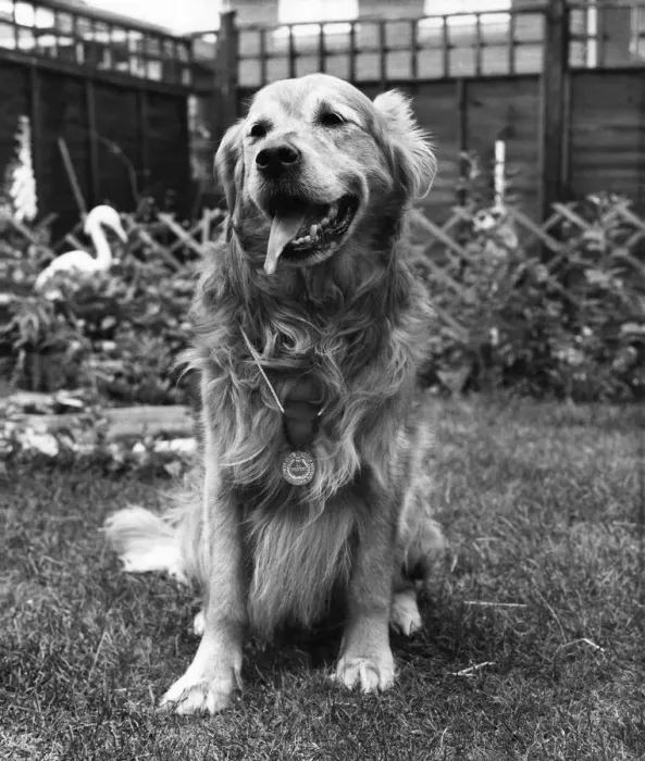 Framed Print : Golden Retriever: Bimbo wearing his medal for bravery after saving a couple from drowning