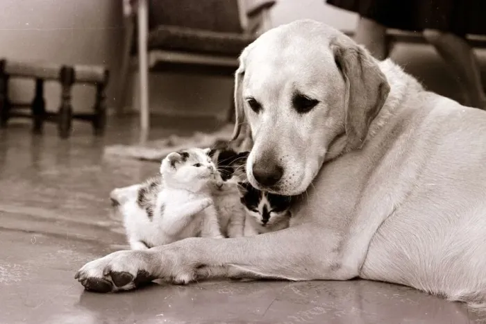 Framed Print : Golden retriever dog adopts kittens Dogs kitten cat cats Animal friendship