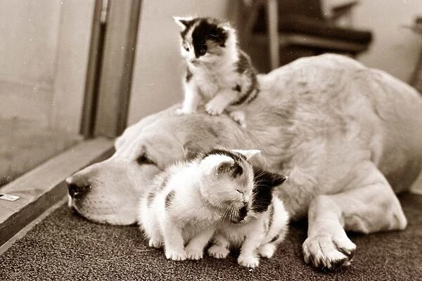 Golden retriever dog adopts kittens September 1964 A©Mirrorpix