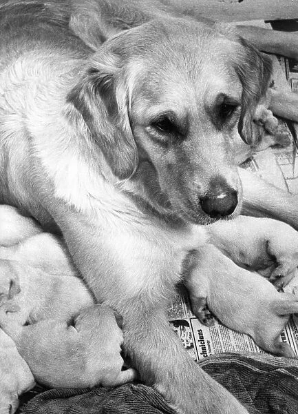 A Golden Retriever with her llitter of puppies