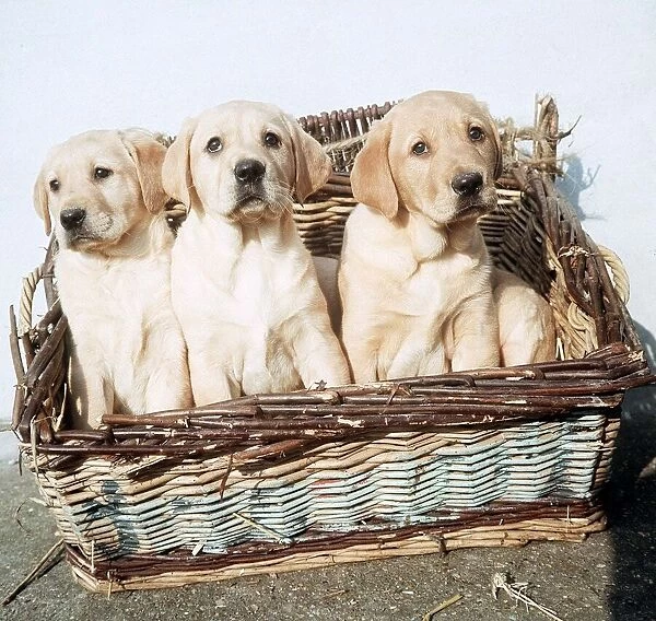 Golden Retriever Puppies - February 1967