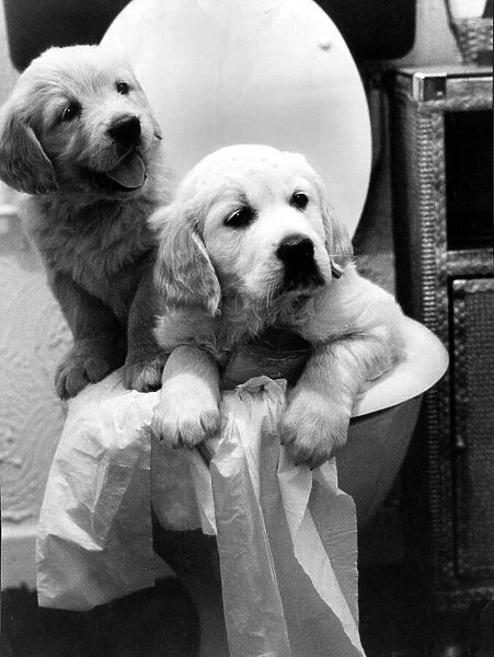 Golden retriever puppies sitting in a toilet. 18th August 1985