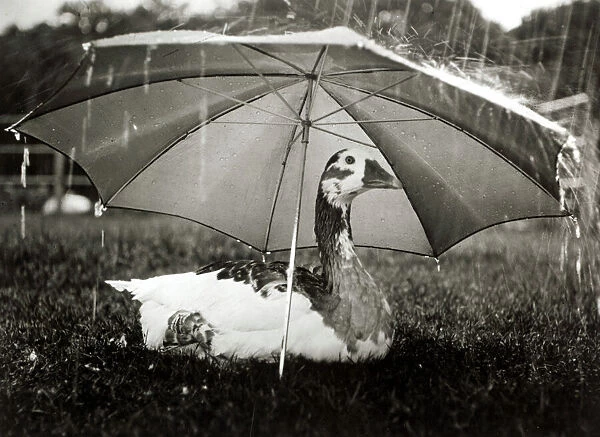 A goose takes cover from the heavy rainfall underneath an umbrella at an animal centre in