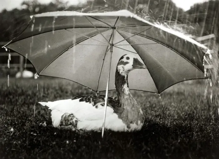 Framed Print : A goose takes cover from the heavy rainfall underneath an umbrella at an animal centre in Framed Print : A goose takes cover from the heavy rainfall underneath an umbrella at an animal centre in