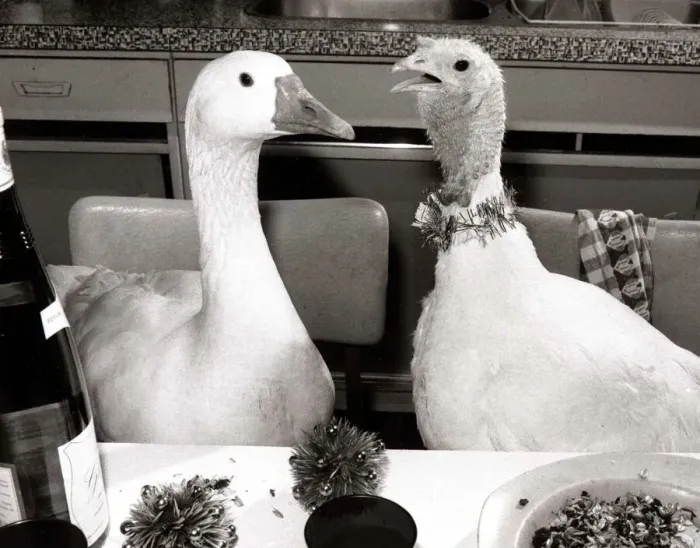 Framed Print : Goose and Turkey - December 1985 sitting at a dining table 06  /  12  /  1985