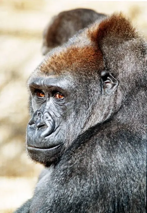 Framed Print : Gorilla April 1991 This gorilla faces death as London Zoo closes down Framed Print : Gorilla April 1991 This gorilla faces death as London Zoo closes down
