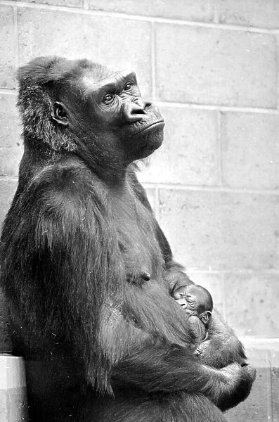 Gorilla and her baby at Bristol Zoo May 1977 77-2590-002