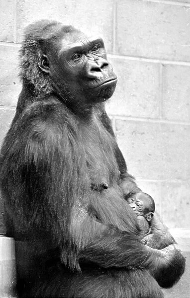 Gorilla and her baby at Bristol Zoo May 1977 77-2590-003